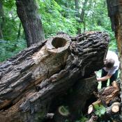 Sicherung von Stammabschnitten von Alteichen im Park Niedersch&ouml;nhausen (Foto: U. Kielhorn)